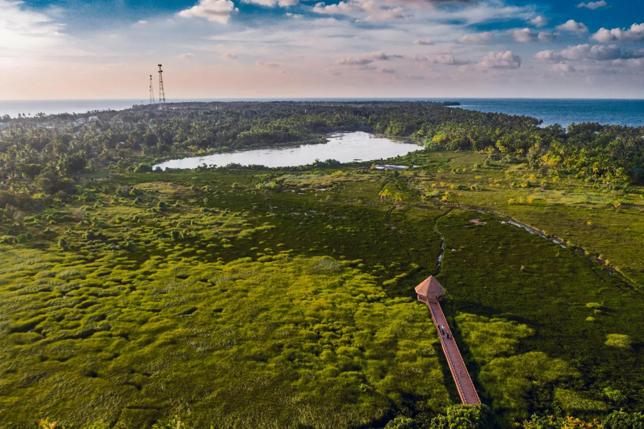 Taro wetland, from the air