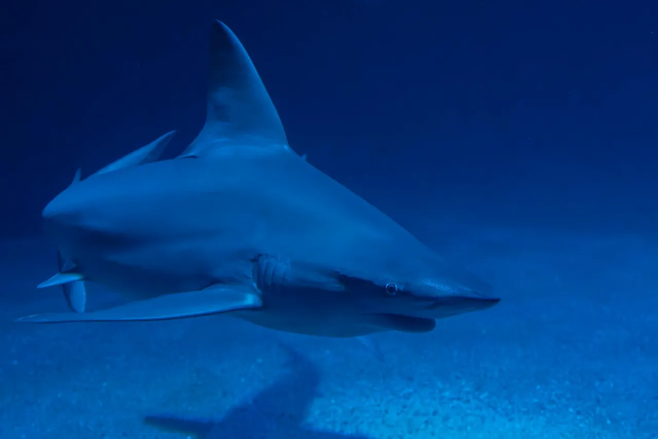 A hammerhead at Madivaru