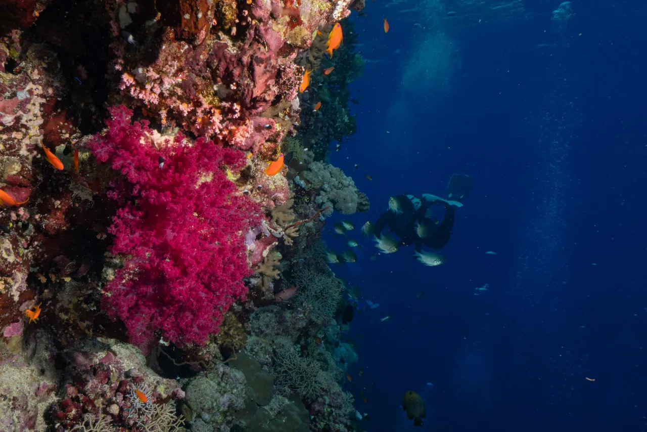 Soft coral on the channel wall