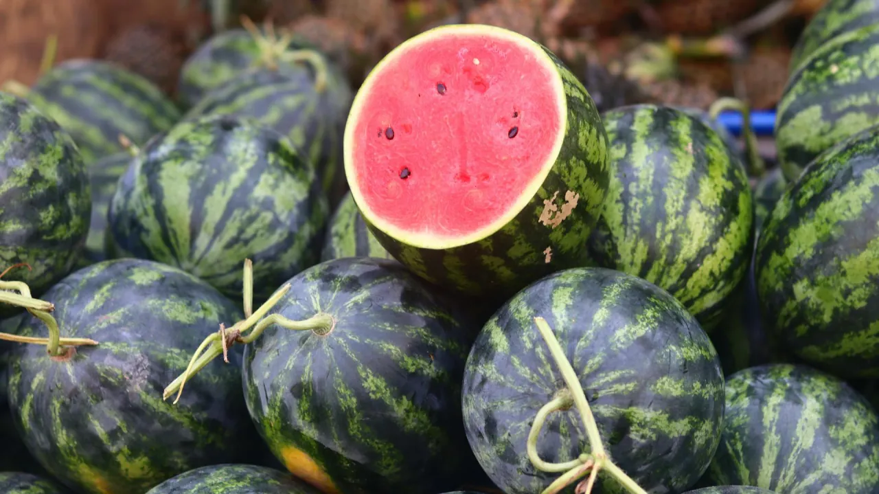 The watermelon harvest