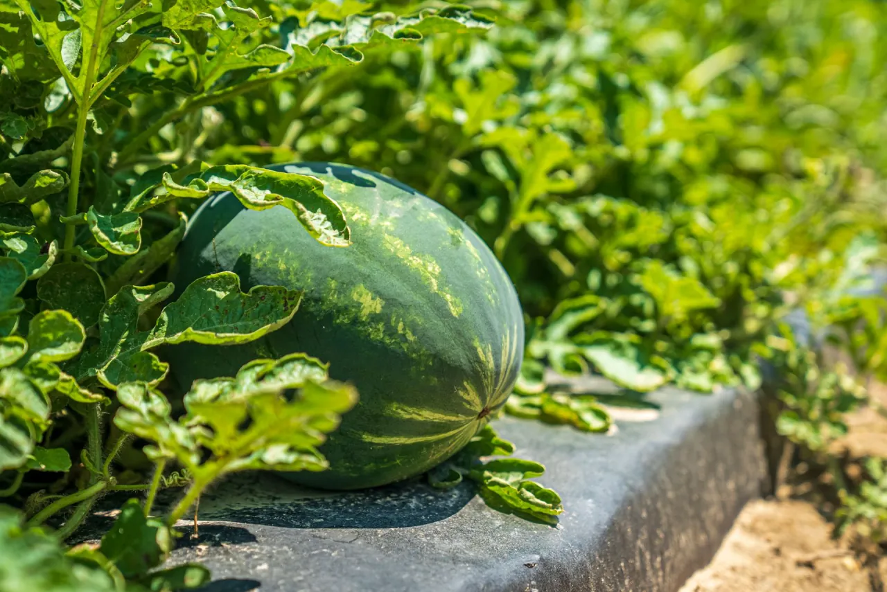 Melon vines at first light