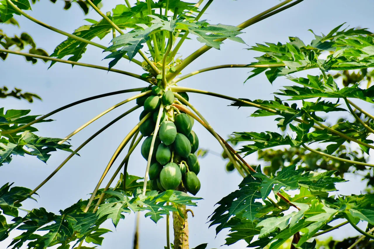 Papaya in the grove