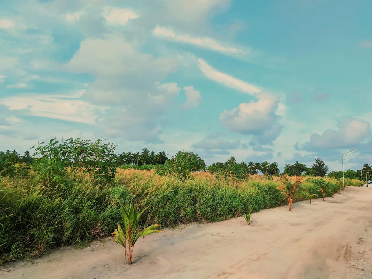 The fields inland